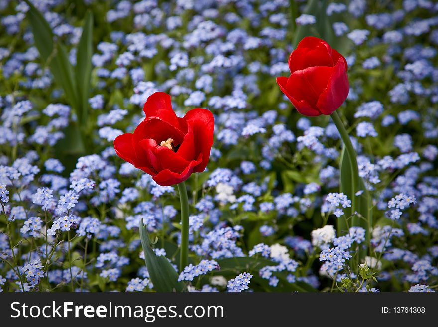 Red tulips surrounded by smaller flowers in the background