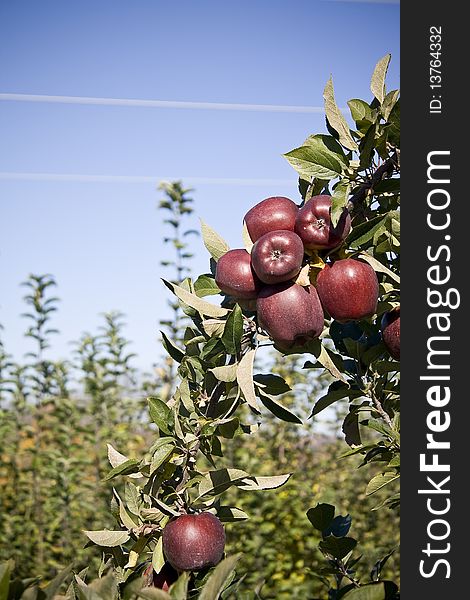 Red Delicious Apples On the Tree