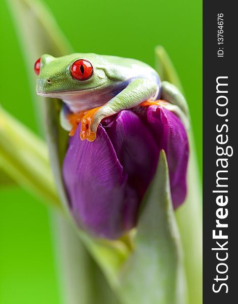 Red eyed tree frog sitting on flower