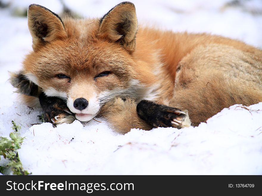 A photo of a fox in winter