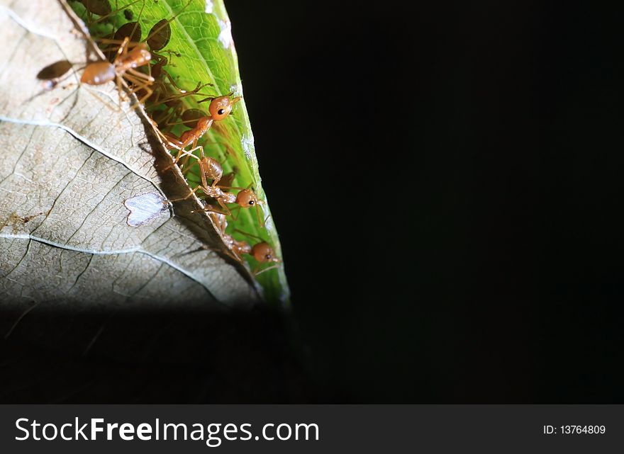 Red ant ,macro story of ants