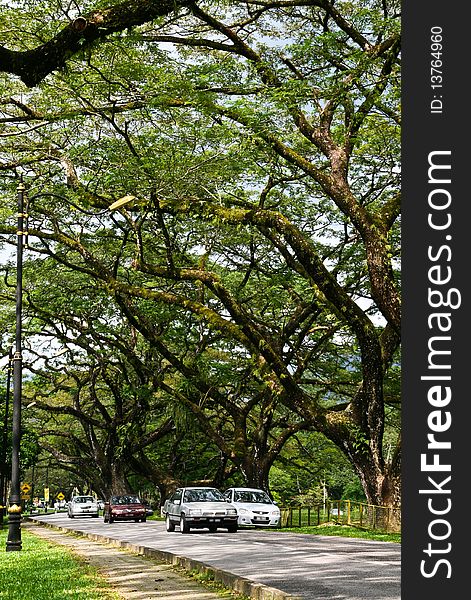 Taiping Lake Gardens Green Park