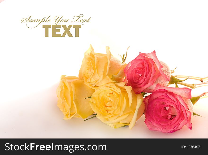 Beautiful roses isolated on white