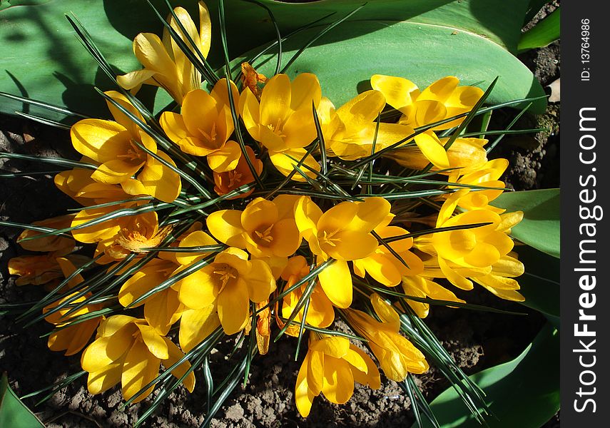 Spring crocuses on the ground