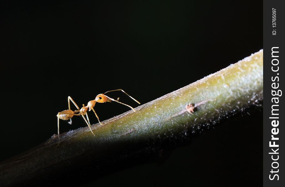 Ant on a takl of lvaves