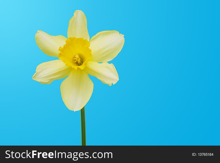 Beautiful spring daffodil on blue background. Beautiful spring daffodil on blue background