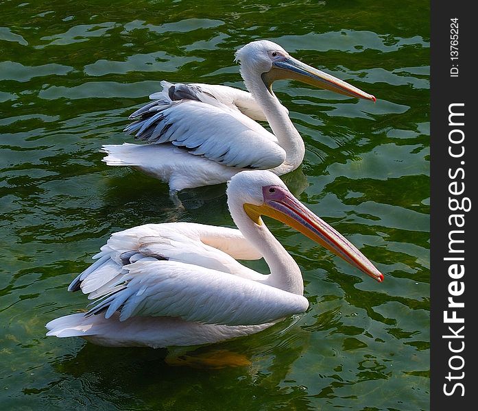 Two white pelicans. Pelecanus onocrotalus. Two white pelicans. Pelecanus onocrotalus.