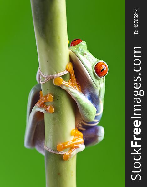 Red eyed tree frog sitting on bamboo. Red eyed tree frog sitting on bamboo