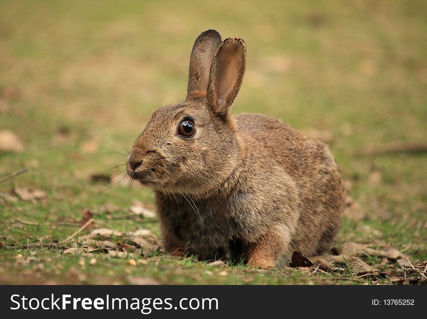 Wild rabbit looking nervously around in a field