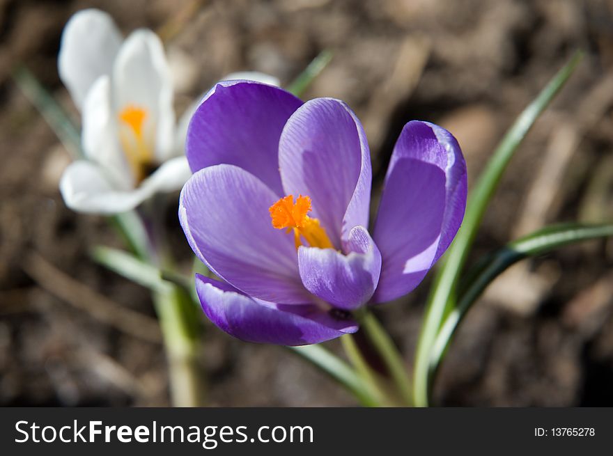 Several first spring colorful flowers purple and white crocus