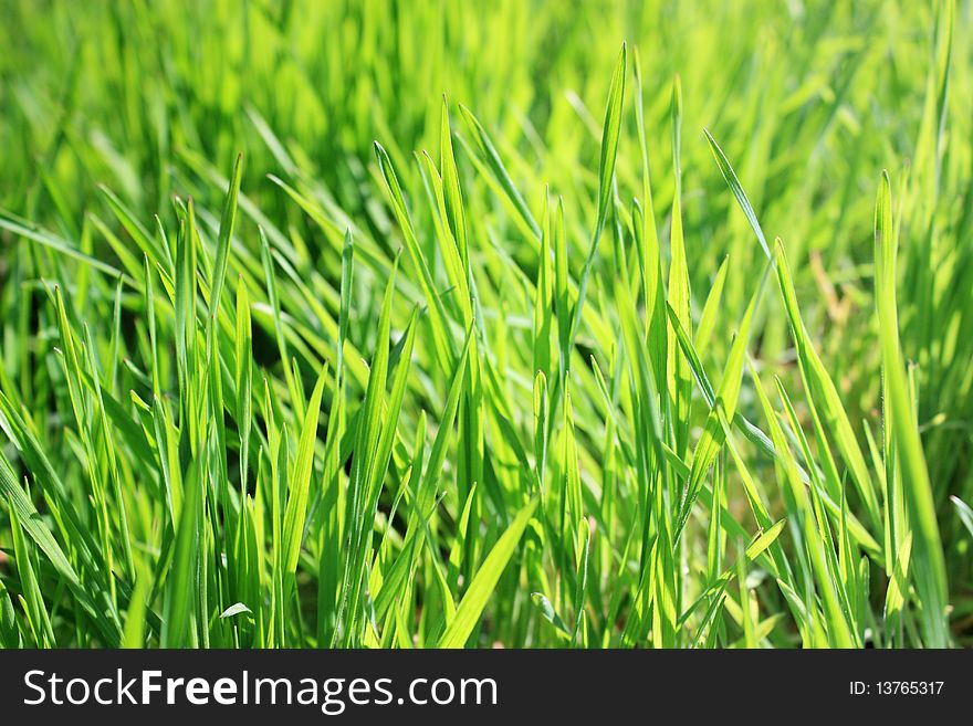 New fresh green grass  shallow depth of field. New fresh green grass  shallow depth of field