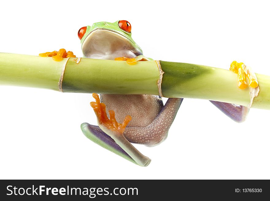 Red eyed tree frog sitting on bamboo