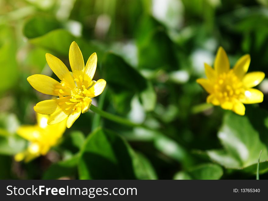Blooming yellow spring flowers as background