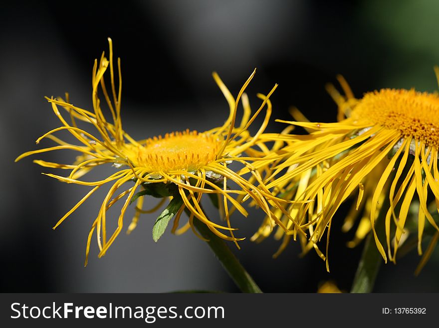 Two doronicum flowers in the sun