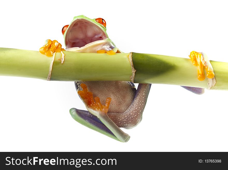 Red eyed tree frog sitting on green bamboo