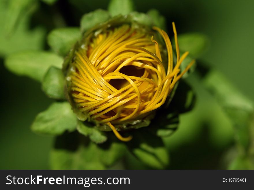 A doronicum flower about to bloom