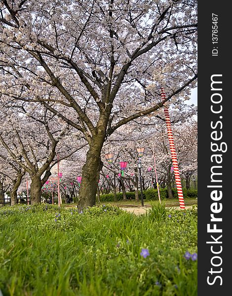 Cherry blossom trees in a japanese park in osaka, ready for ohanami festival, with hanami lanterns.