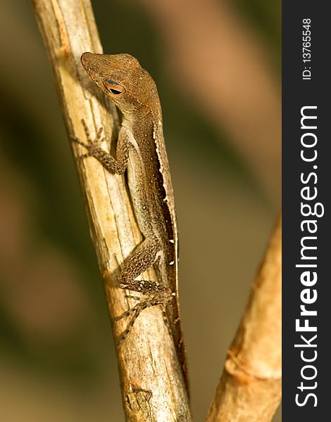 Closeup of Brown Anole Lizard in Jamaica