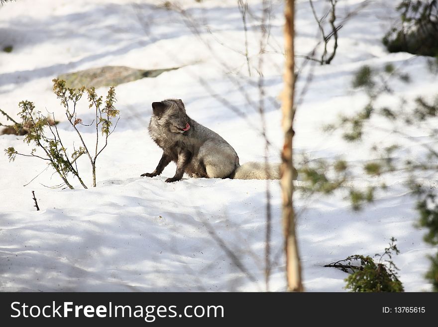 A photo of a arctic fox in winter