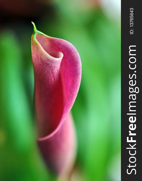 Close up with calla lily flower on green background