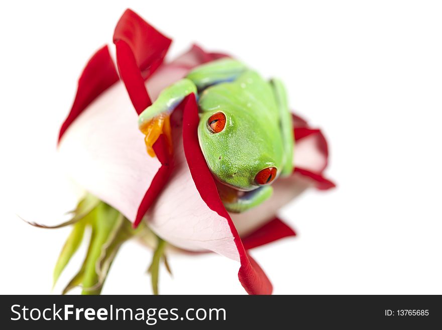 Frog sitting on red rose. Frog sitting on red rose