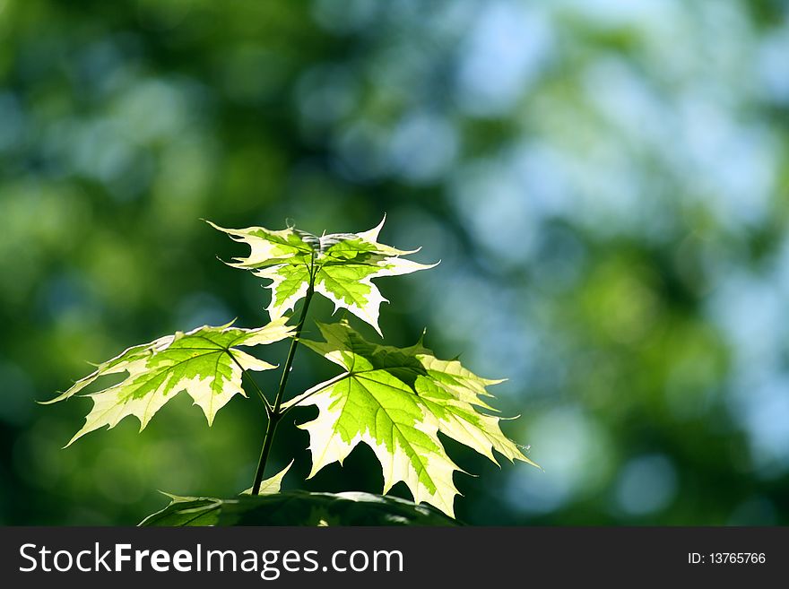 Maple leaves illuminated by the sun's rays in the park. Maple leaves illuminated by the sun's rays in the park