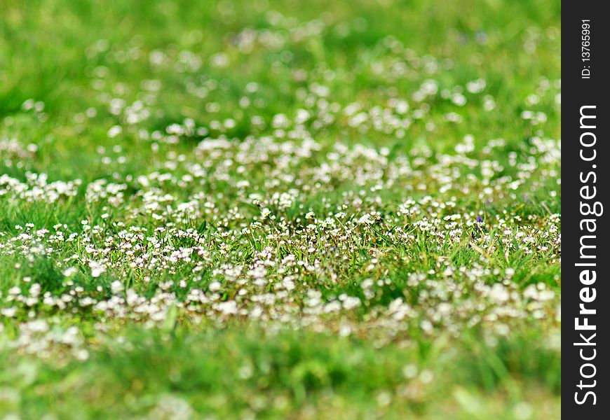 Small flower on green meadow