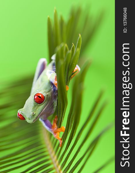 Red eyed tree frog sitting on green leaf. Red eyed tree frog sitting on green leaf