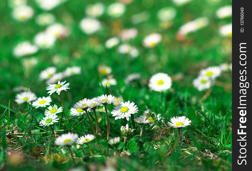 Small white daisywheels on green meadow