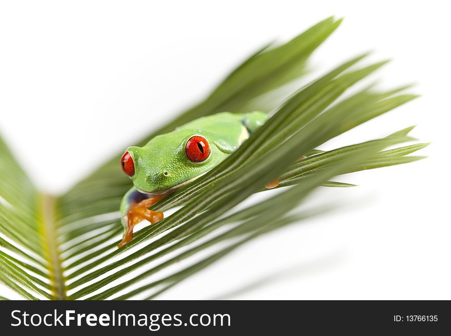 Red eyed tree frog sitting on green leaf. Red eyed tree frog sitting on green leaf