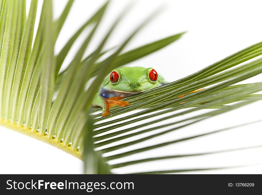 Red eyed tree frog sitting on green leaf