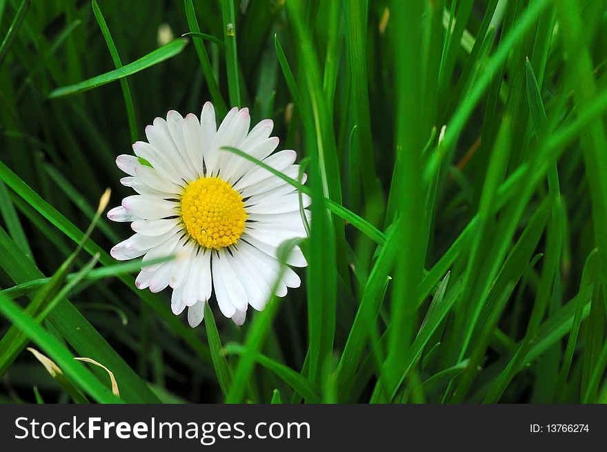 Macro daisy flower in green grass