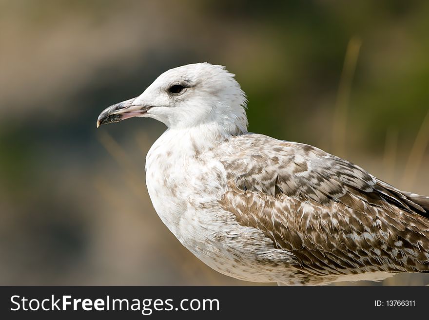 Seagull staying on stone over mountains background. Seagull staying on stone over mountains background