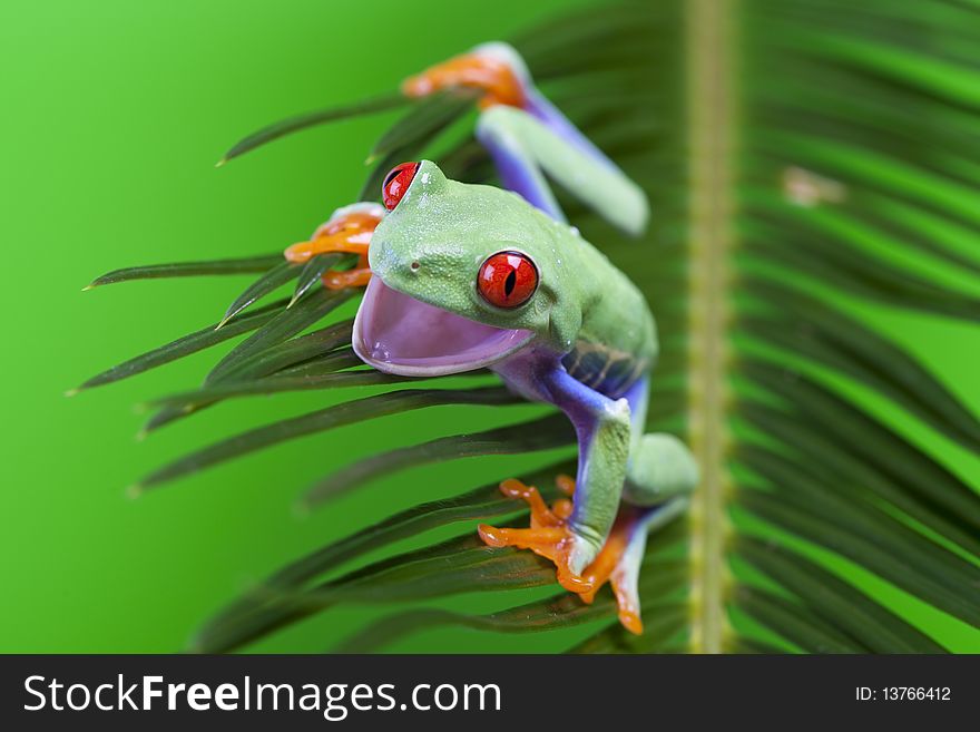 Red eyed tree frog sitting on green leaf