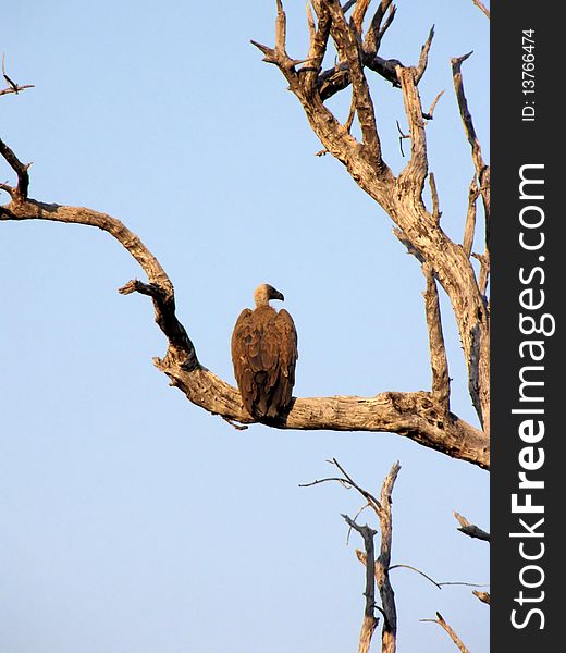 Vulture on the tree in Chobe National Park, Botswana