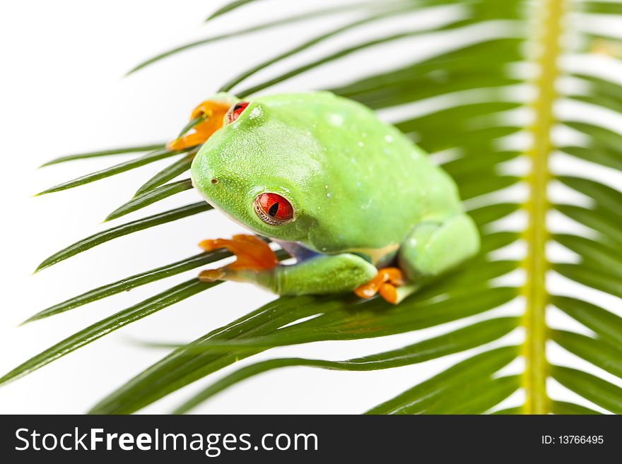 Small frog