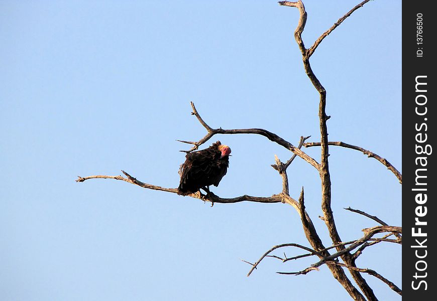 Vulture on the tree in Chobe National Park, Botswana