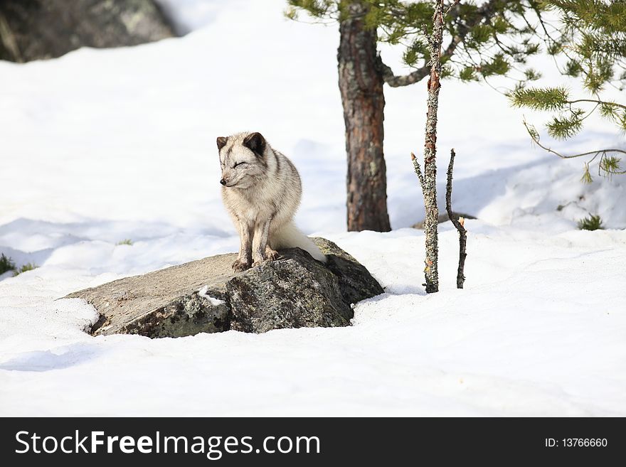 A photo of a arctic fox in winter