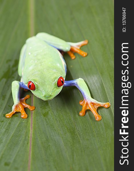 Red eyed tree frog sitting on green leaf