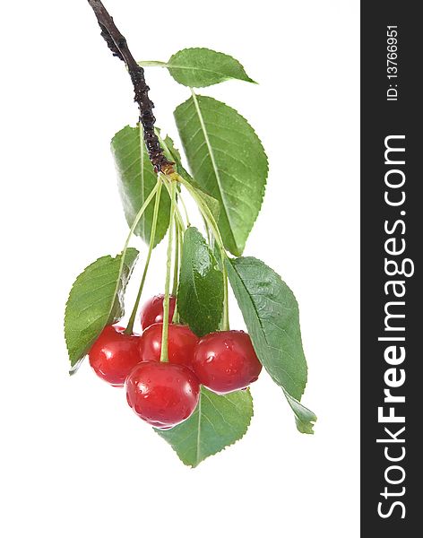 Red cherry with leaves and water drops isolated on white