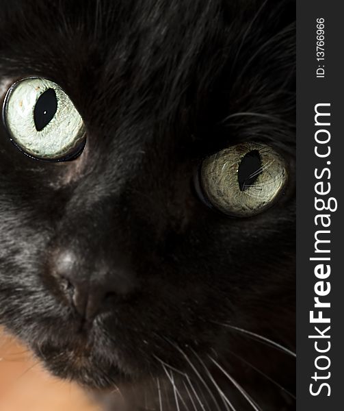 Black cat looks curios in my lens. Black cat looks curios in my lens