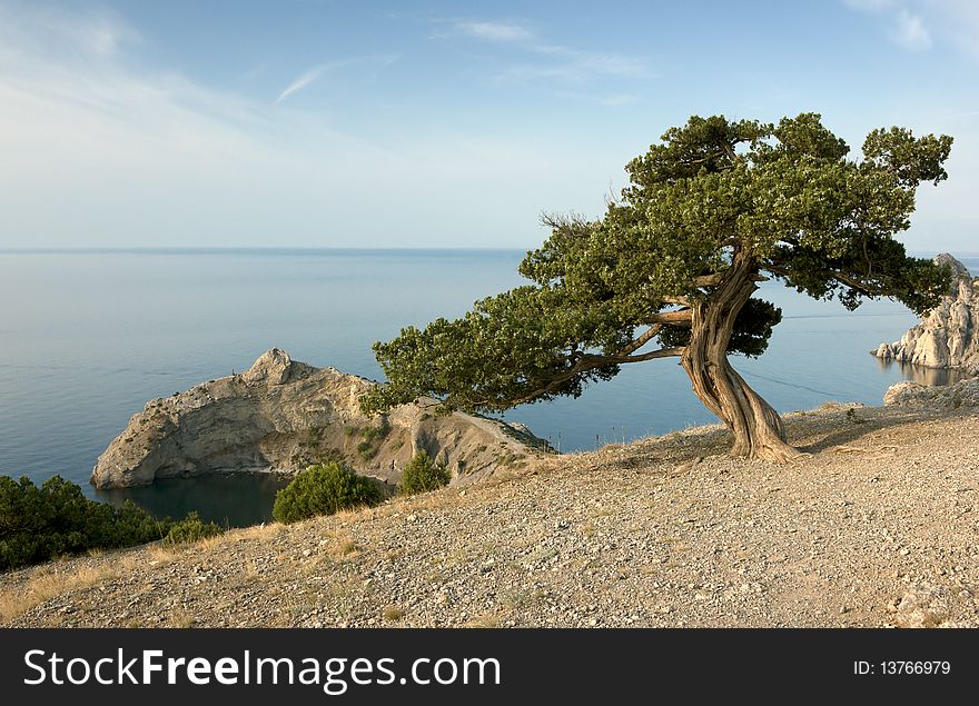 Crimea pine tree on mountain over sea coast. Crimea pine tree on mountain over sea coast