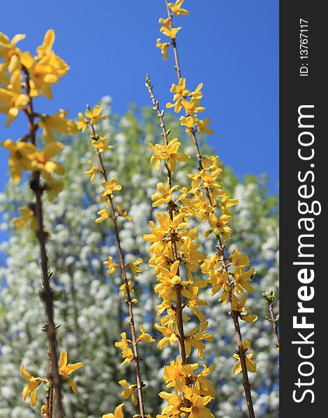 Vibrant yellow forsythia stands tall in the sunlight with beautiful white bradford pear trees as a backdrop. Vibrant yellow forsythia stands tall in the sunlight with beautiful white bradford pear trees as a backdrop
