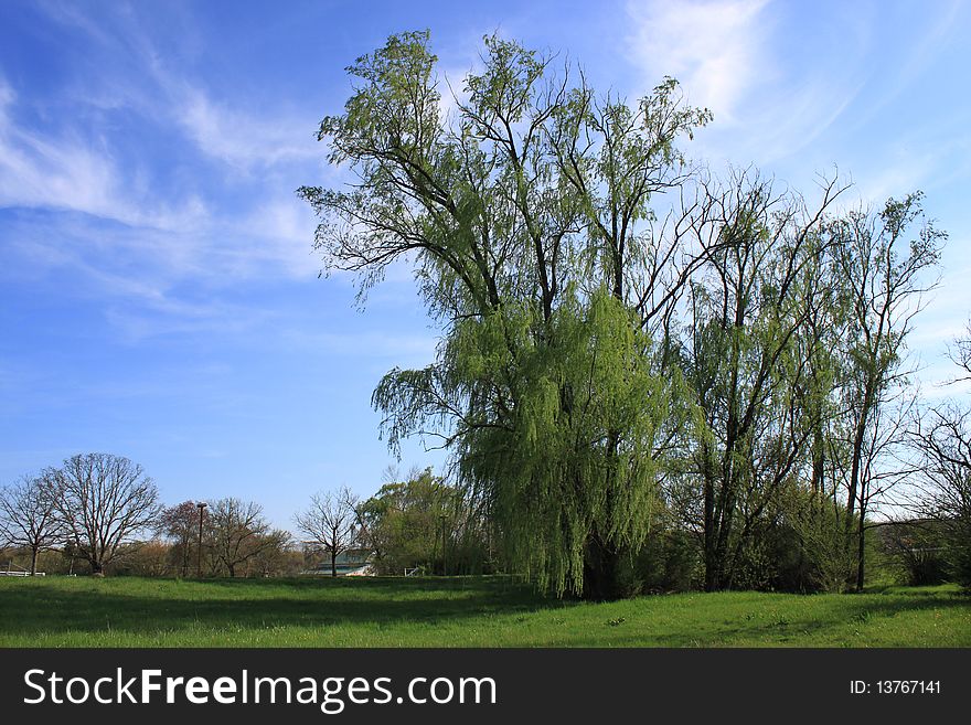 Tall trees stand out against a panoramic blue sky with gentle clouds to form a wonderful landscape. Tall trees stand out against a panoramic blue sky with gentle clouds to form a wonderful landscape