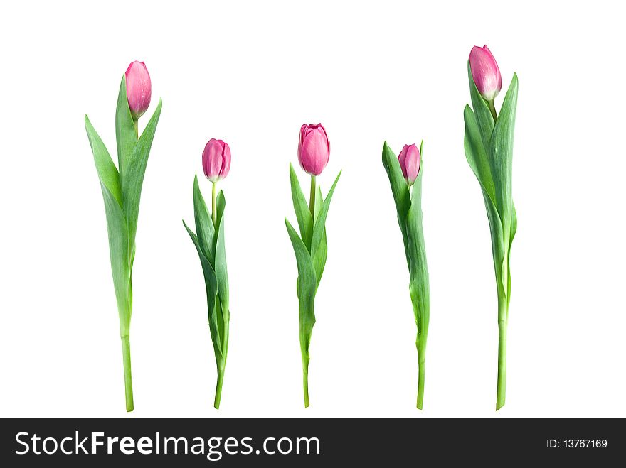 Various pink tulips isolated on white