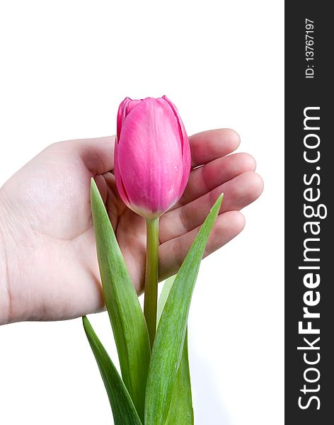 Hand and pink tulip isolated on white