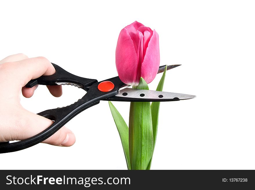 Scissors cutting pink tulip isolated on white