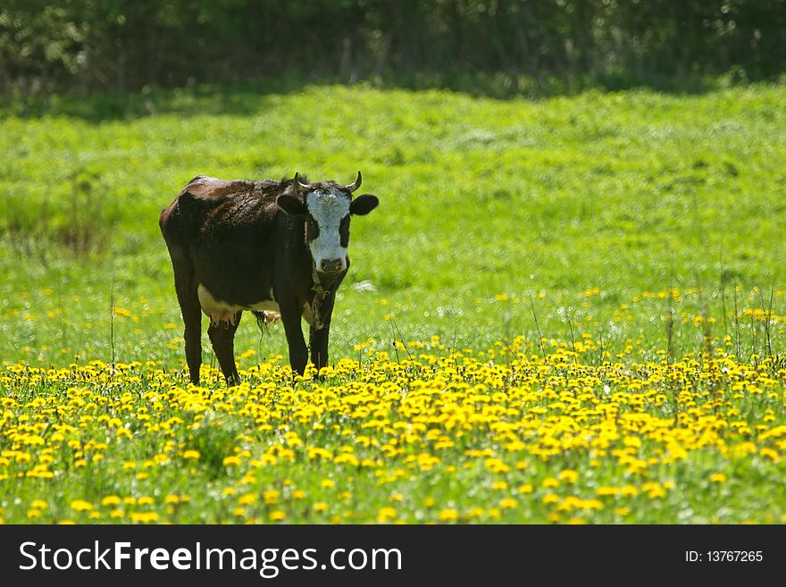 Cow in lying on the pasture. Cow in lying on the pasture