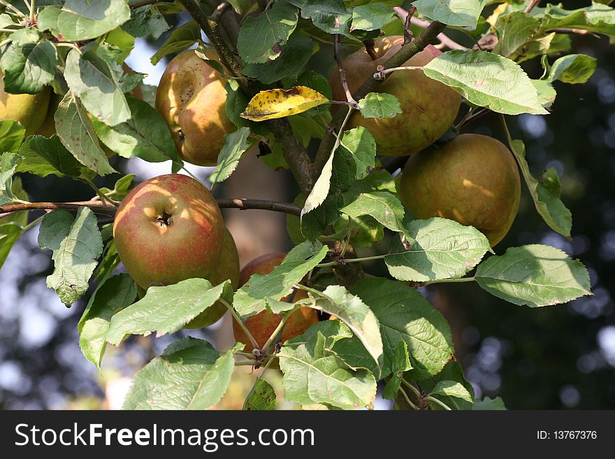 Ripe apples hang to the apple tree