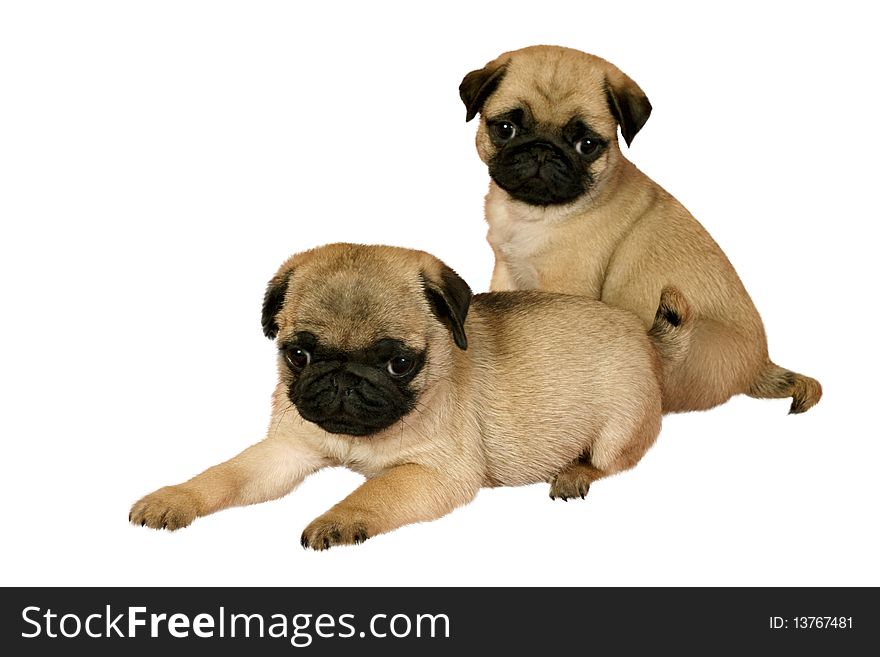 Two puppy pug on white background.